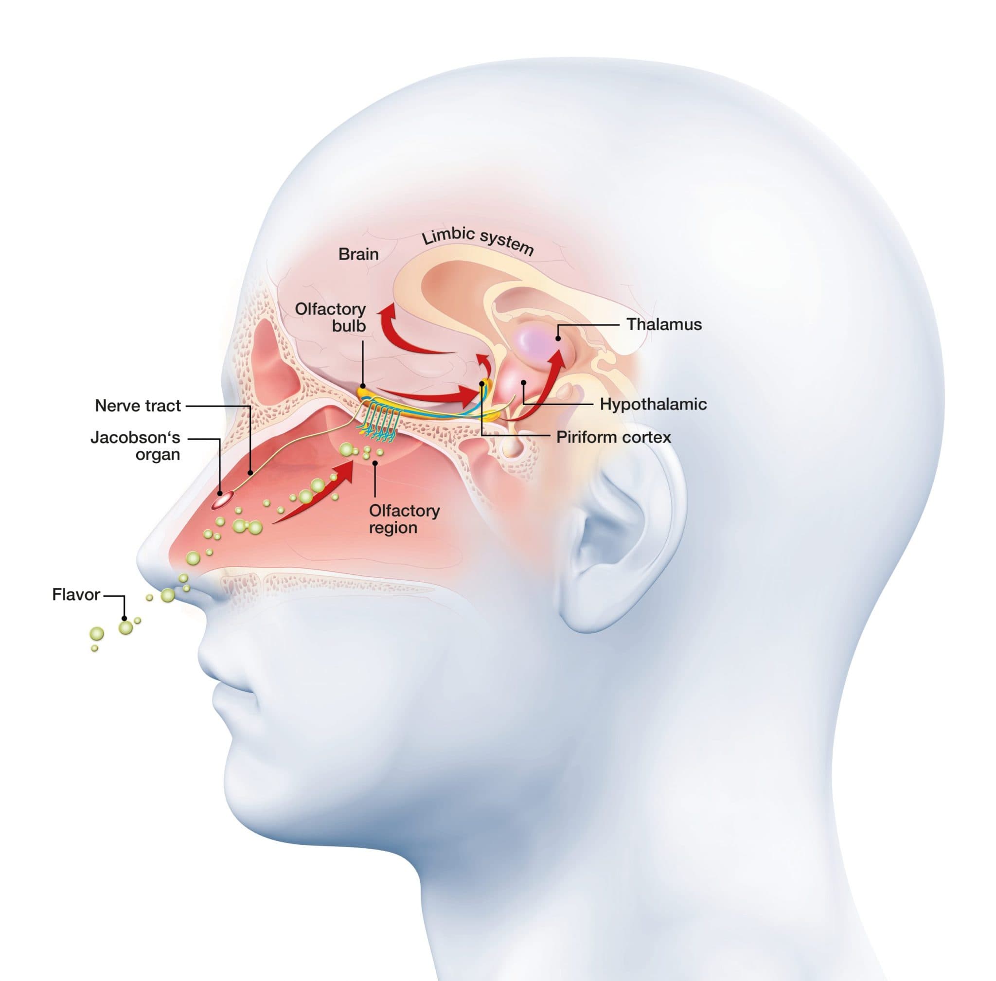 Olfactory Anatomy
