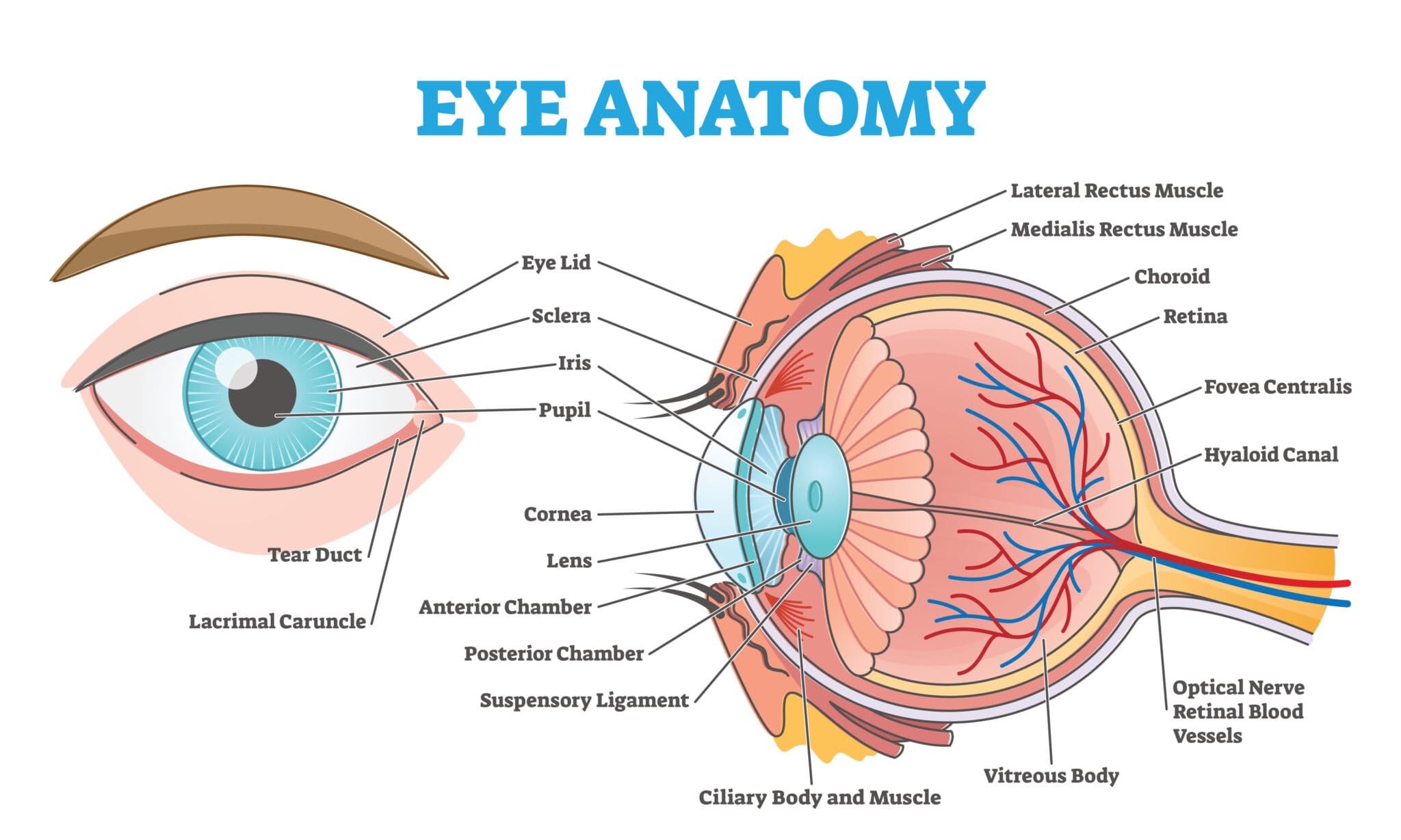 Eye Anatomy